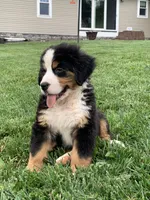 Comanche, a male Bernese Mountain Dog for sale in Sugarcreek, OH – 3 of 10