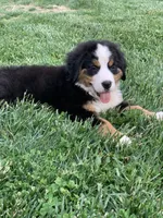 Comanche, a male Bernese Mountain Dog for sale in Sugarcreek, OH – 4 of 10