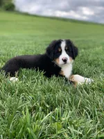 Arctic , a male Bernese Mountain Dog for sale in Sugarcreek, OH – 8 of 10