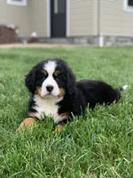 Willow, a female Bernese Mountain Dog for sale in Sugarcreek, OH – 4 of 10