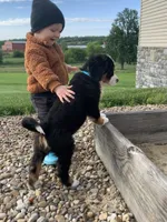 Elvis, a male Bernese Mountain Dog for sale in Sugarcreek, OH – 3 of 10