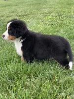 Arctic , a male Bernese Mountain Dog for sale in Sugarcreek, OH – 3 of 10