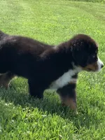 Snoopy, a male Bernese Mountain Dog for sale in Sugarcreek, OH – 2 of 10