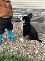 Elvis, a male Bernese Mountain Dog for sale in Sugarcreek, OH – 5 of 10