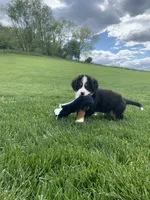 Elvis, a male Bernese Mountain Dog for sale in Sugarcreek, OH – 9 of 10