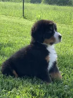 Snoopy, a male Bernese Mountain Dog for sale in Sugarcreek, OH – 4 of 10