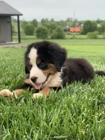 Comanche, a male Bernese Mountain Dog for sale in Sugarcreek, OH – 7 of 10