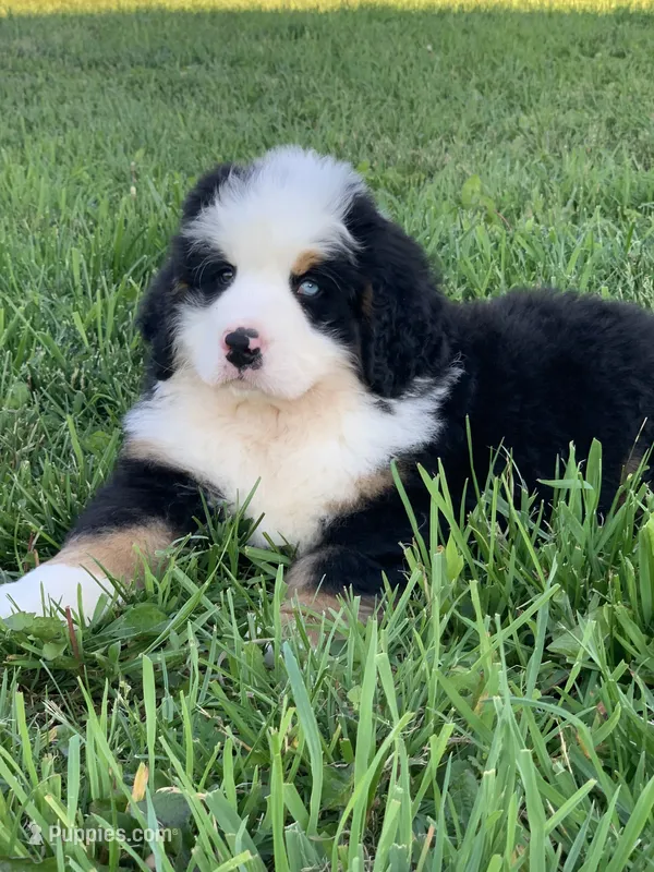 Rambo – Bernese Mountain Dog puppy for sale in Sugarcreek, OH