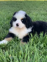 Rambo, a male Bernese Mountain Dog for sale in Sugarcreek, OH – 1 of 10
