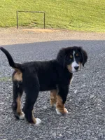 Pluto, a male Bernese Mountain Dog for sale in Sugarcreek, OH – 7 of 10