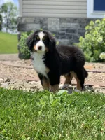 Teddy, a female Bernese Mountain Dog for sale in Sugarcreek, OH – 3 of 10