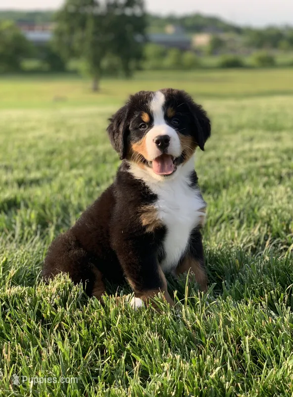 North – Bernese Mountain Dog puppy for sale in Sugarcreek, OH