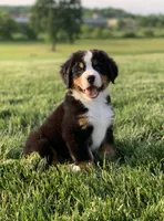 North, a male Bernese Mountain Dog for sale in Sugarcreek, OH – 1 of 10