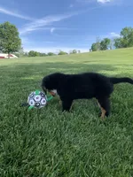 Snoopy, a male Bernese Mountain Dog for sale in Sugarcreek, OH – 8 of 10
