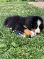 Teddy, a female Bernese Mountain Dog for sale in Sugarcreek, OH – 7 of 10