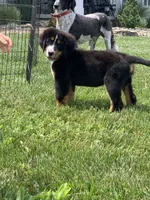 Pluto, a male Bernese Mountain Dog for sale in Sugarcreek, OH – 3 of 10