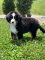 Teddy, a female Bernese Mountain Dog for sale in Sugarcreek, OH – 9 of 10