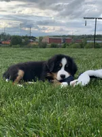 BoBo, a male Bernese Mountain Dog for sale in Sugarcreek, OH – 5 of 10
