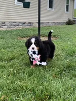 Willow, a female Bernese Mountain Dog for sale in Sugarcreek, OH – 8 of 10