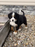 Elvis, a male Bernese Mountain Dog for sale in Sugarcreek, OH – 2 of 10