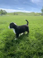 JJ, a male Bernese Mountain Dog for sale in Sugarcreek, OH – 9 of 10