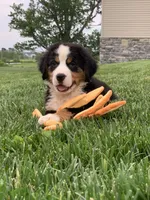 Comanche, a male Bernese Mountain Dog for sale in Sugarcreek, OH – 9 of 10