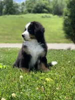 Teddy, a female Bernese Mountain Dog for sale in Sugarcreek, OH – 4 of 10