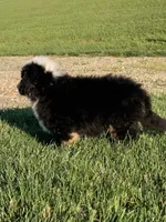 Rambo, a male Bernese Mountain Dog for sale in Sugarcreek, OH – 4 of 10
