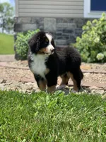 Teddy, a female Bernese Mountain Dog for sale in Sugarcreek, OH – 2 of 10