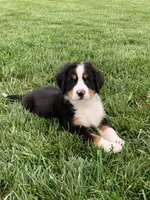 Arctic , a male Bernese Mountain Dog for sale in Sugarcreek, OH – 2 of 10