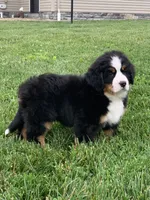 Willow, a female Bernese Mountain Dog for sale in Sugarcreek, OH – 2 of 10