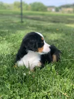 JJ, a male Bernese Mountain Dog for sale in Sugarcreek, OH – 6 of 10