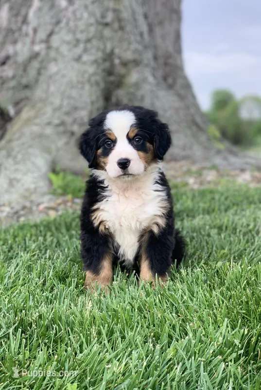 Comanche – Bernese Mountain Dog puppy for sale in Sugarcreek, OH