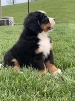 Willow, a female Bernese Mountain Dog for sale in Sugarcreek, OH – 6 of 10