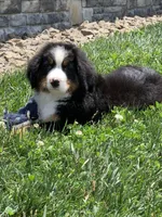 Teddy, a female Bernese Mountain Dog for sale in Sugarcreek, OH – 8 of 10