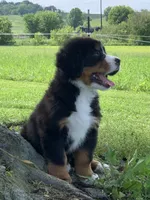 Snoopy, a male Bernese Mountain Dog for sale in Sugarcreek, OH – 6 of 10