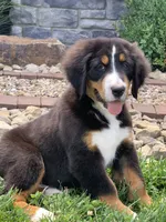 Pluto, a male Bernese Mountain Dog for sale in Sugarcreek, OH – 9 of 10