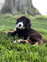 Snoopy, a male Bernese Mountain Dog for sale in Sugarcreek, OH – 9 of 10