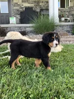 Pluto, a male Bernese Mountain Dog for sale in Sugarcreek, OH – 6 of 10