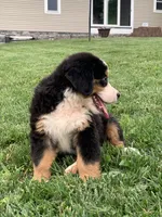 Comanche, a male Bernese Mountain Dog for sale in Sugarcreek, OH – 10 of 10