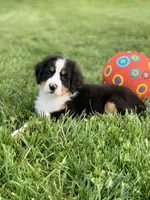 Arctic , a male Bernese Mountain Dog for sale in Sugarcreek, OH – 1 of 10