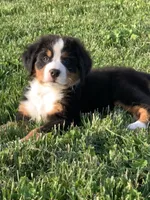 North, a male Bernese Mountain Dog for sale in Sugarcreek, OH – 6 of 10
