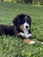 Pluto, a male Bernese Mountain Dog for sale in Sugarcreek, OH – 10 of 10