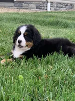 Willow, a female Bernese Mountain Dog for sale in Sugarcreek, OH – 3 of 10