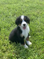 JJ, a male Bernese Mountain Dog for sale in Sugarcreek, OH – 4 of 10