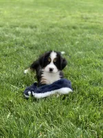Elvis, a male Bernese Mountain Dog for sale in Sugarcreek, OH – 8 of 10
