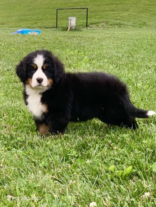 Willow – Bernese Mountain Dog puppy for sale in Sugarcreek, OH
