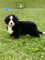 Willow, a female Bernese Mountain Dog for sale in Sugarcreek, OH – 1 of 10