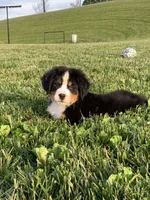 North, a male Bernese Mountain Dog for sale in Sugarcreek, OH – 8 of 10