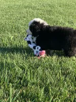 Rambo, a male Bernese Mountain Dog for sale in Sugarcreek, OH – 9 of 10